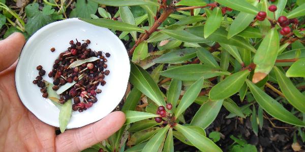 Native pepper (Tasmannia lanceolata)