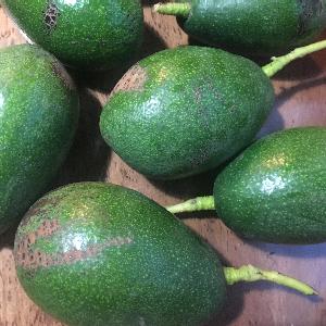 Avocado Varieties For Cool Climates