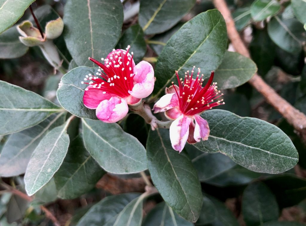 Feijoa's have stunning red flowers which are quite large for a fruit tree
