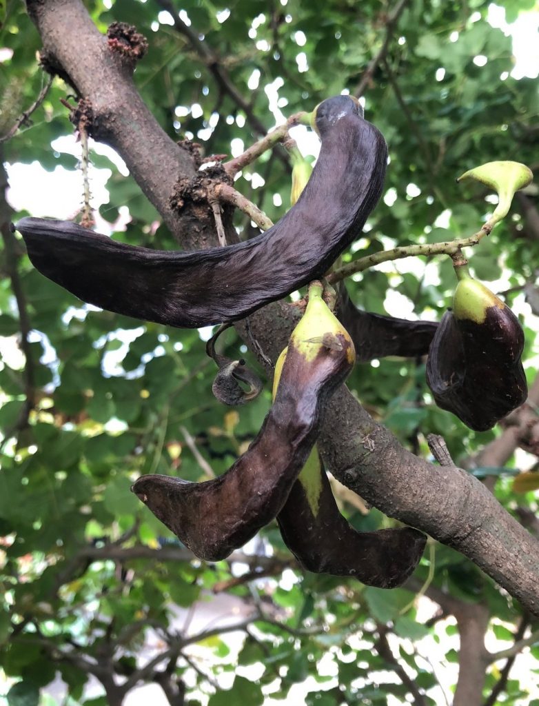 The carob pods are almost ripe, the ripe pods are very light.  When they are ripe the pods fall off when touched