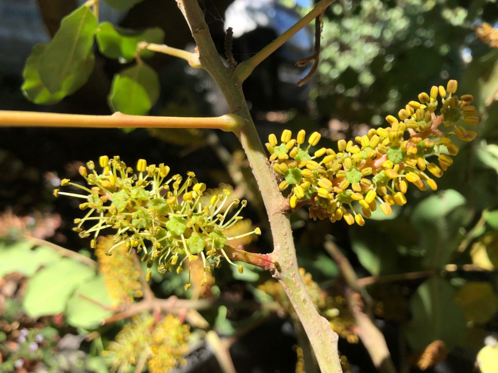 Male carob flowers, these branches with male flowers were placed in a bucket near the female tree to improve pollination and fruit set.