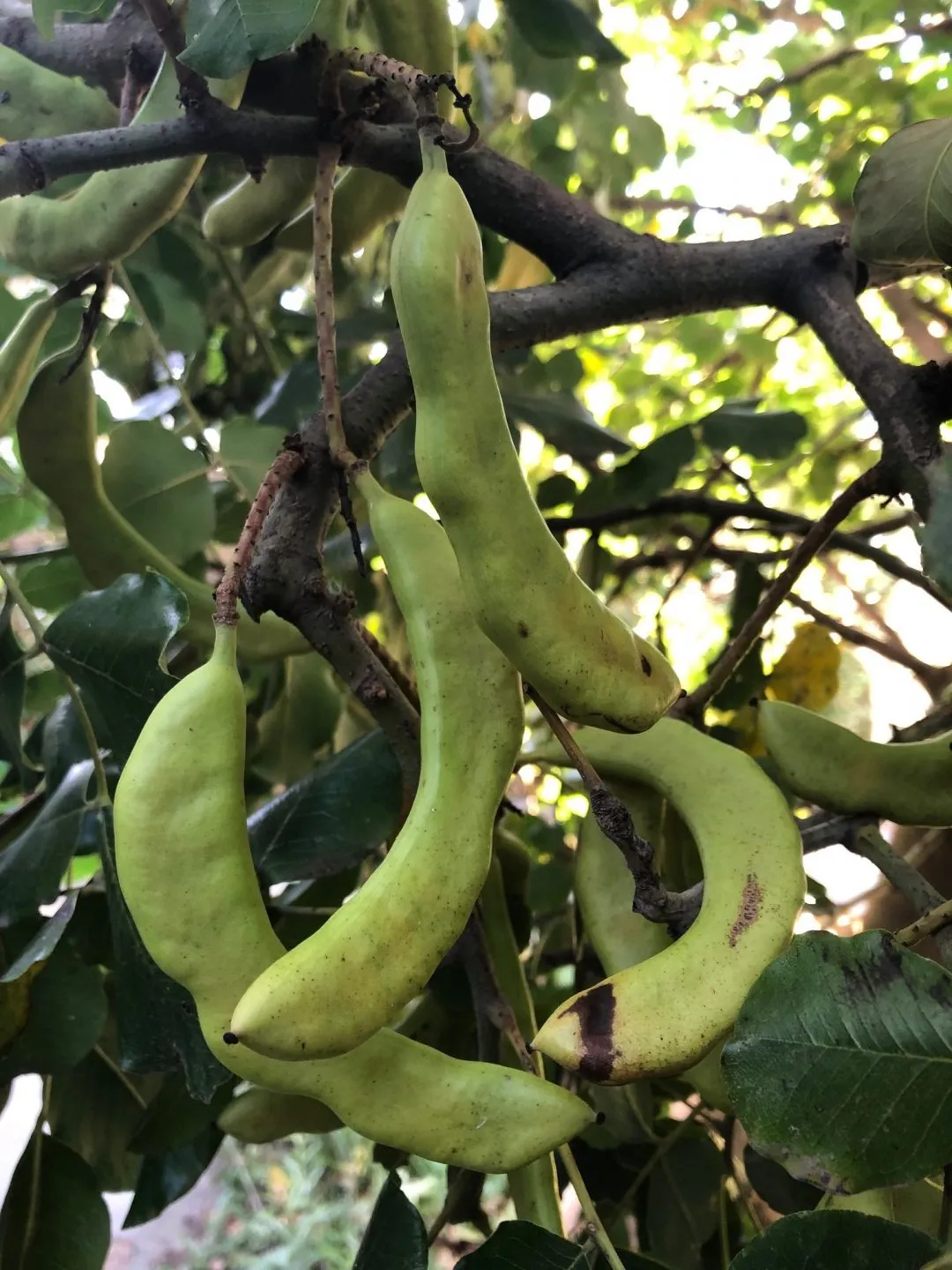 Carob Harvest at Gunyah Edible Eden Design