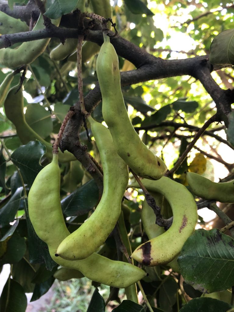 Unripe green carob pods.  The pods take a year to develop from flowers to the ripe dry brown pod