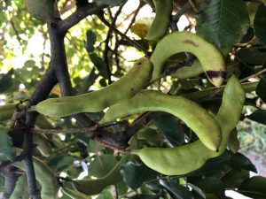 Unripe green carob pods at Gunyah garden 2019