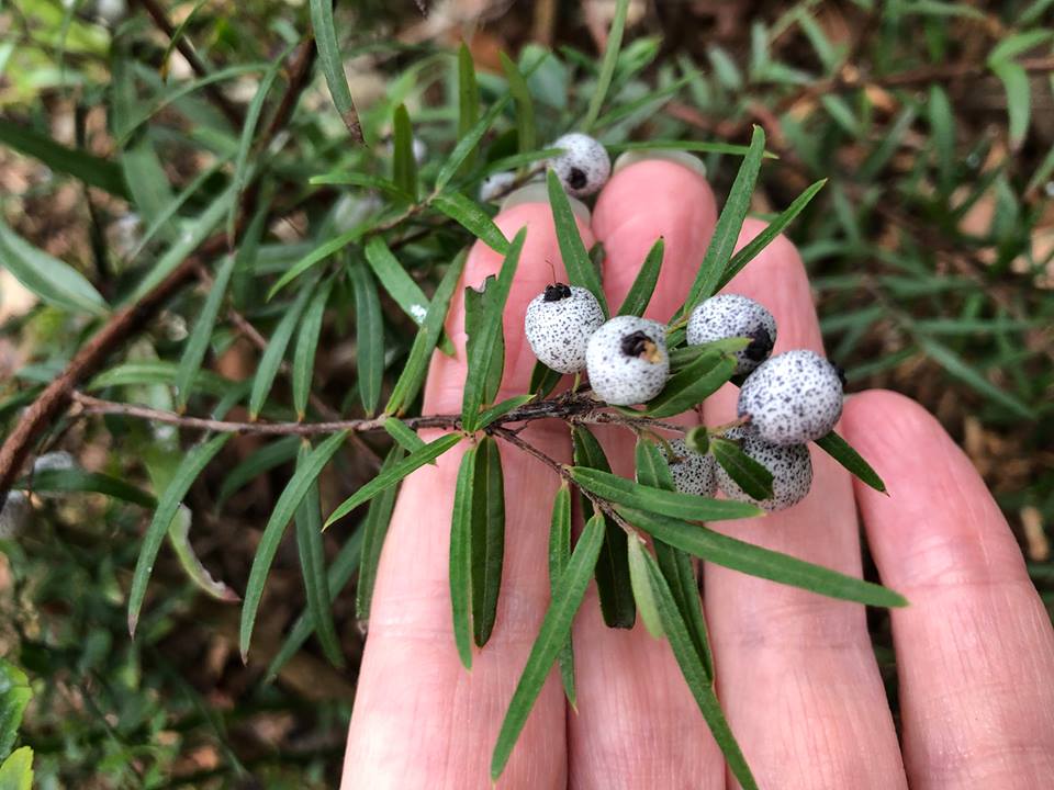 midyum berries growing in Moreland, Pascoe Vale South
