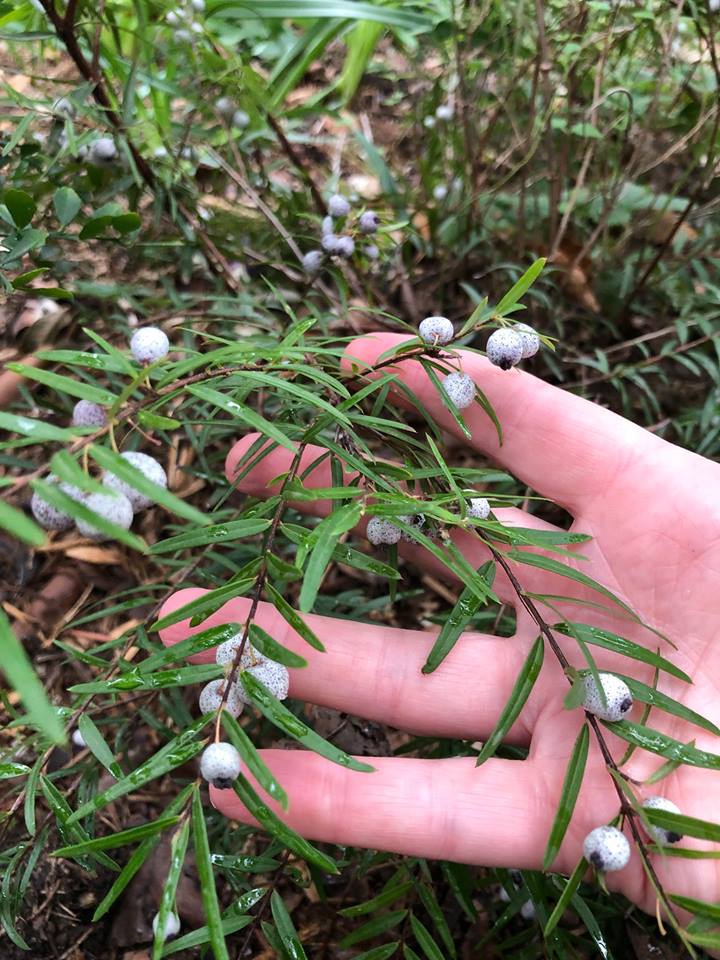 Midyim berries on the plant with a hand behind them, autumn fruiting in Karen's Melbourne garden