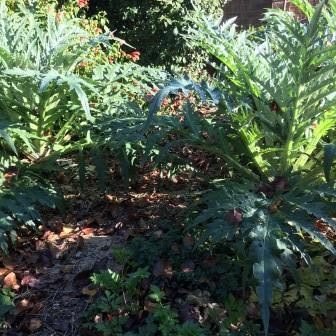 Artichokes add a structural element in the garden and are productive
