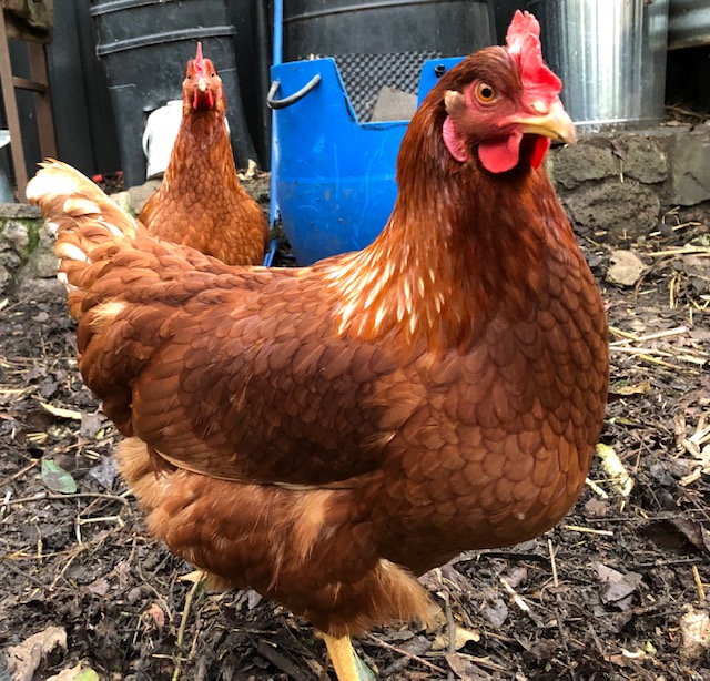 New hens from Sprocket