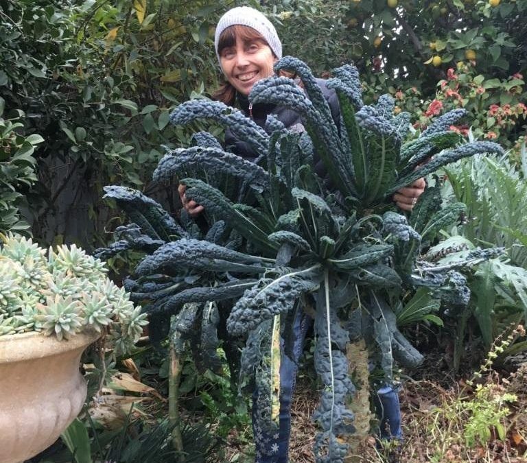 Karen hidden by this giant tuscan kale plant