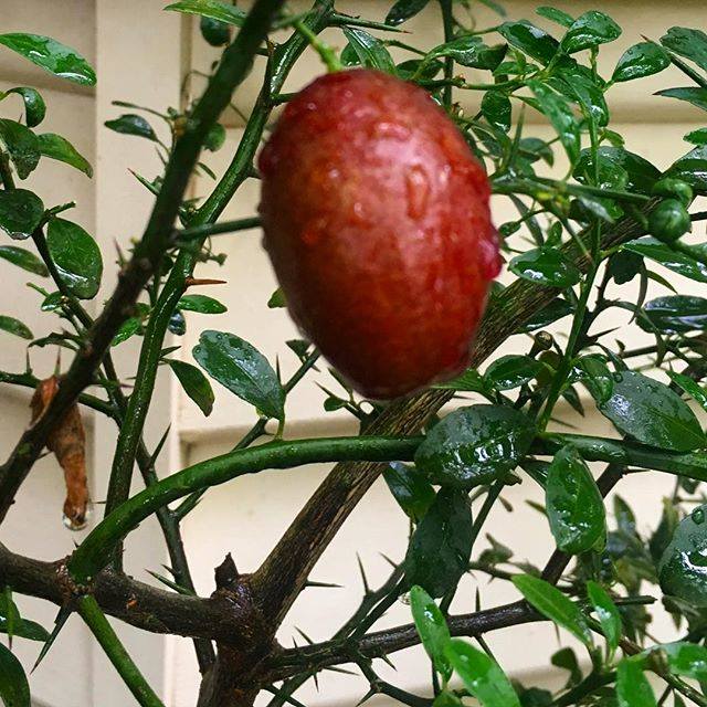 Australian edible native finger lime at Gunyah Garden Pasoce Vale South