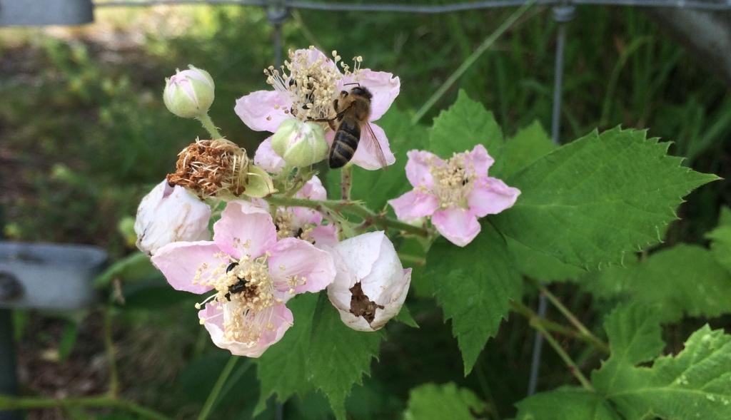 Karen's rooftop bees visit a berry flower at Edible Eden Design Gunyah garden