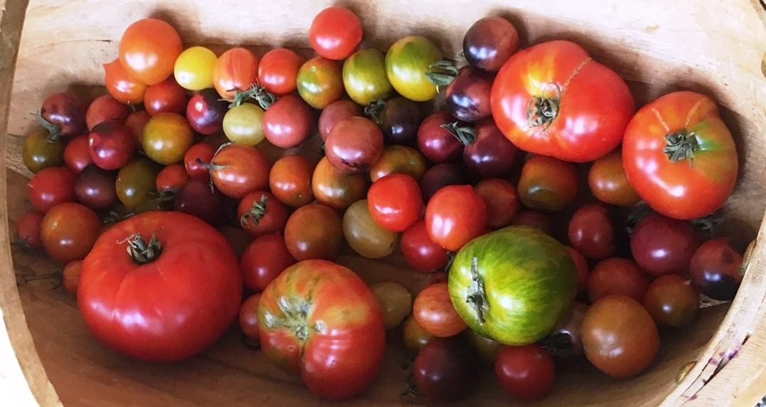 varieties of modern and heirloom tomatoes in a basket at Pascoe Vale South