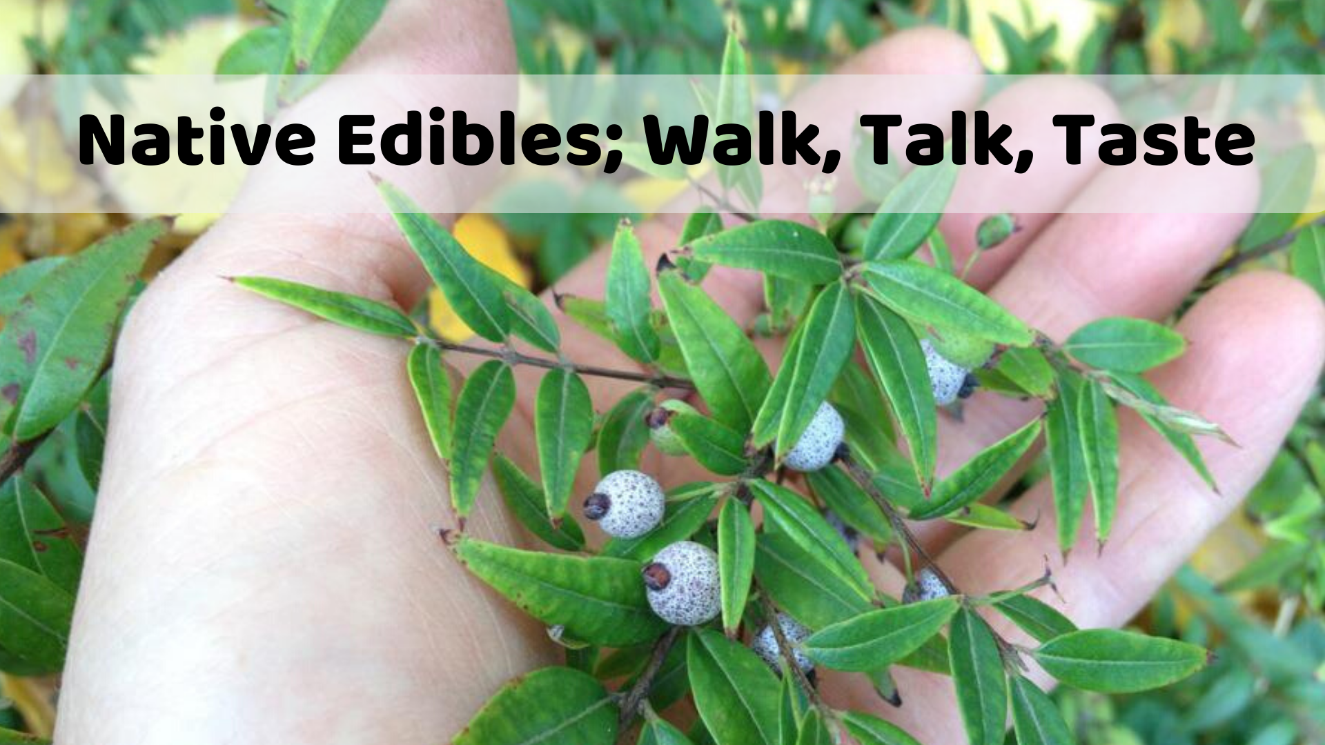Native Edibles; Walk, Talk, Taste 2020