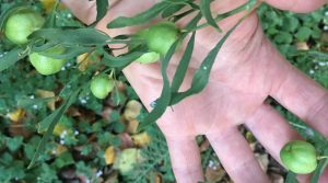 Australian native lime fruit, suitable for small garden