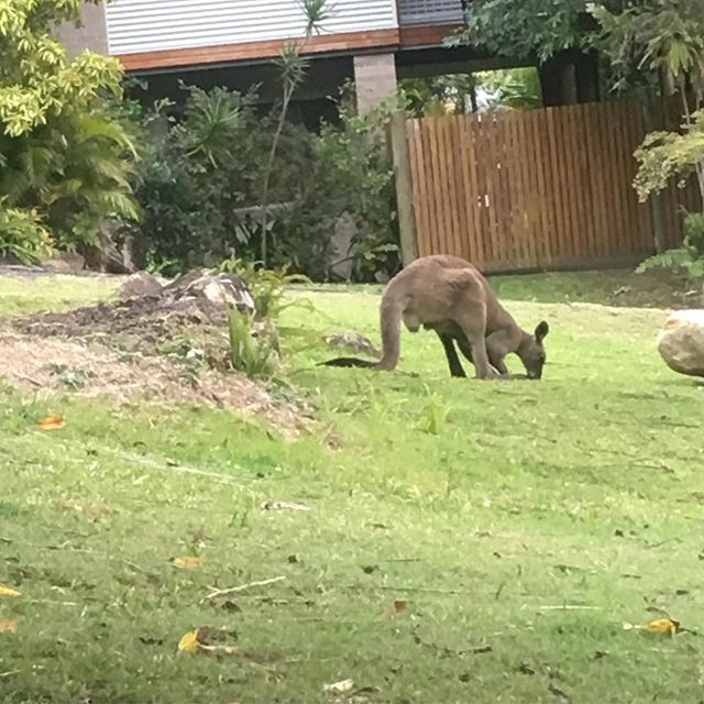 No mower needed… Kangaroo