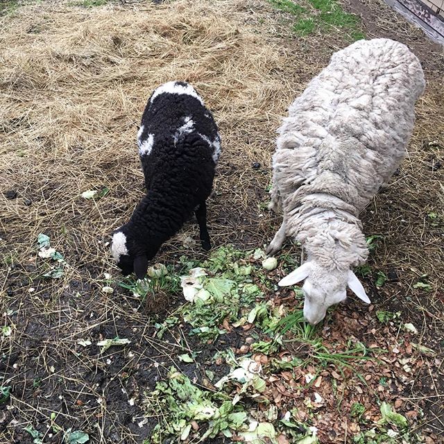 Country companions…Sheep