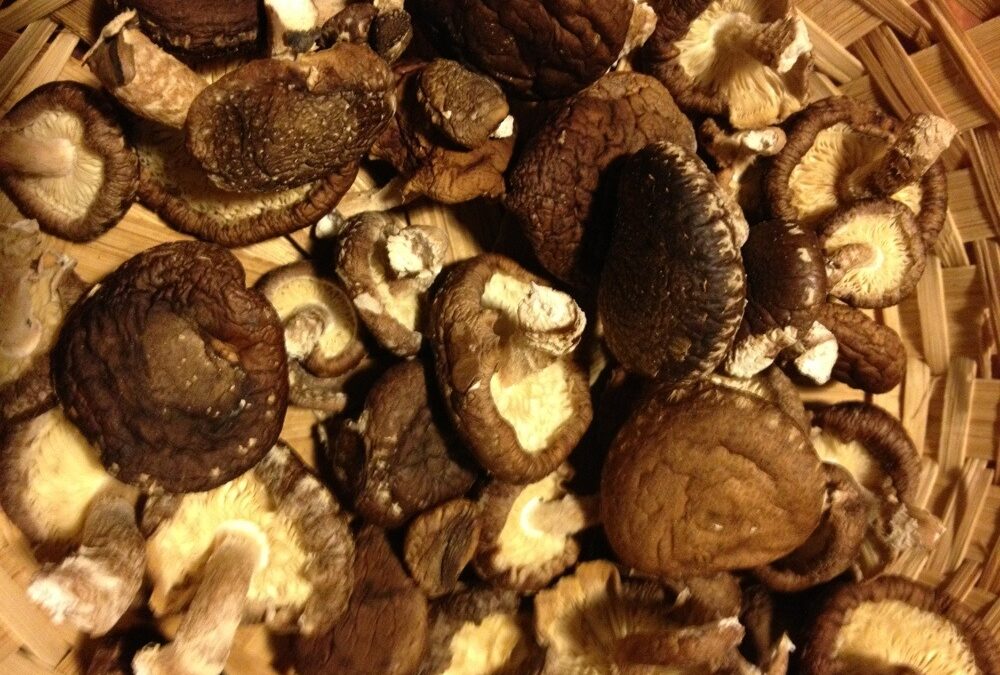 Drying Shitake Mushrooms