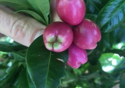 Lillypilly ripe fruit on the tree