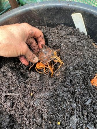 Planting turmeric in a black pot