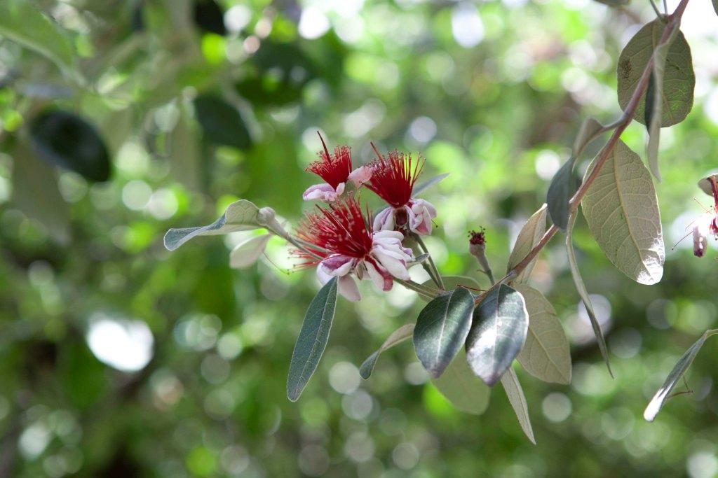 Feijoa flower, beautifully photographed by Linda Hampton