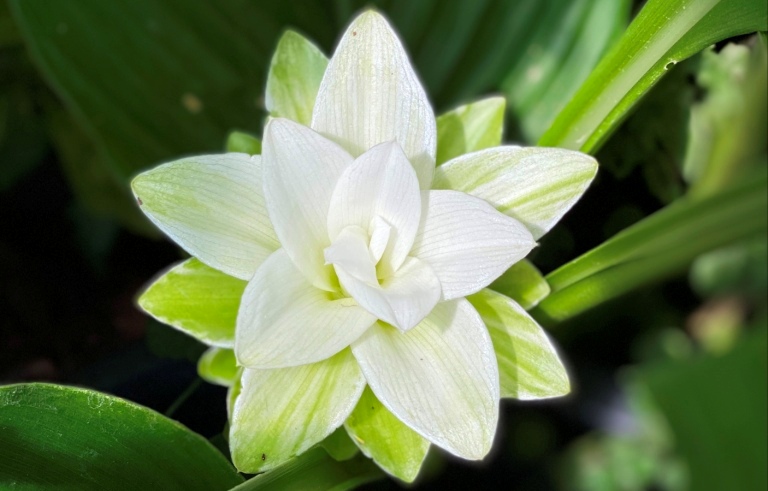 Turmeric white flower, turmeric is part of the ginger family