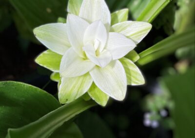 Turmeric edible flower