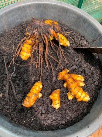 how to plant turmeric