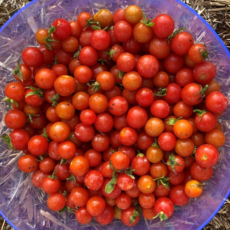 Cherry tomatoes ripe from the garden