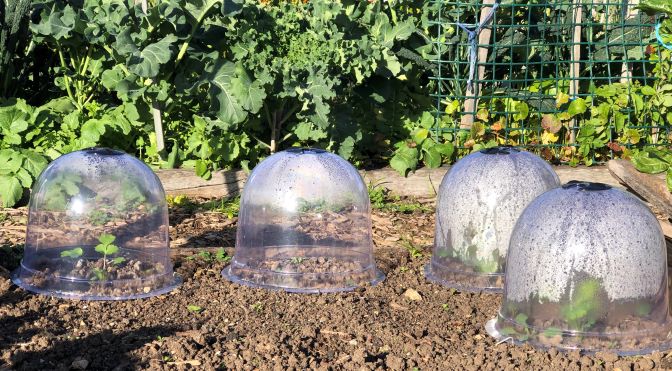 Plastic cloche protect vegetable seedlings from frost in the community garden