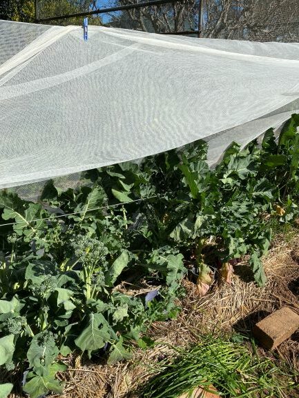 Netting protects against insects and frost for these broccoli
