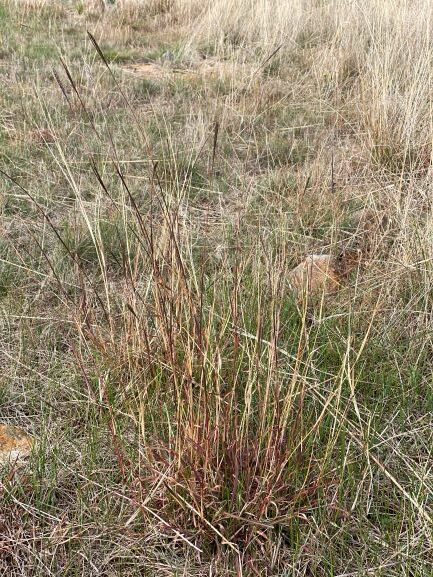 Redleg native grass plant
