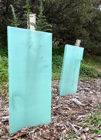 Green translucent plastic tree guard at Brimbank park