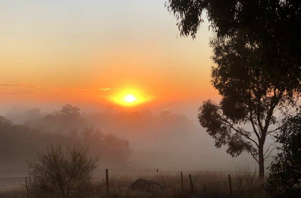 Frosty misty winter morning in Cosgrove Victoria