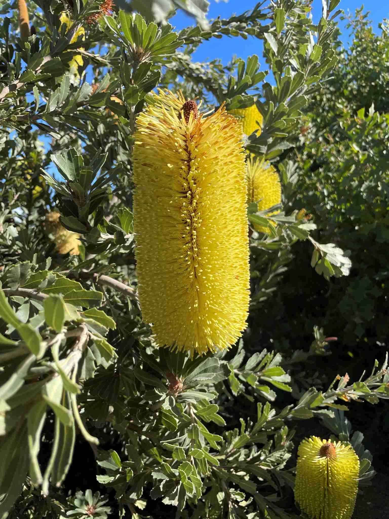 Yellow banksia flower Melton Botanic Garden