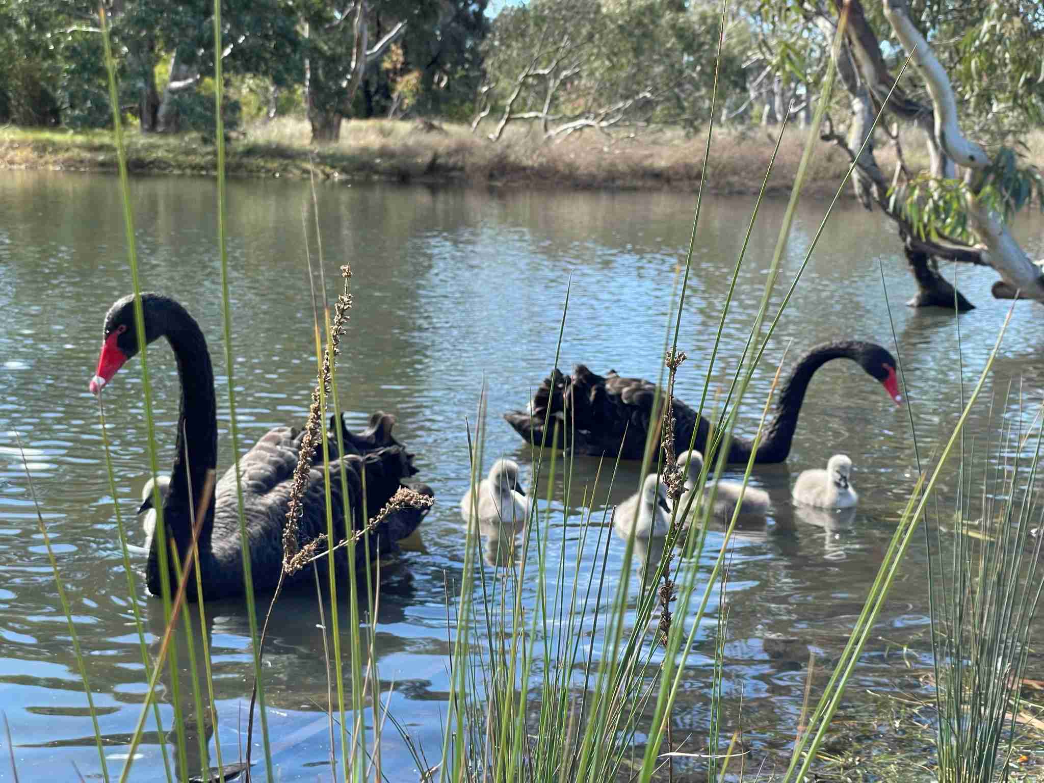 Black swan family at Melton Botanic Garden