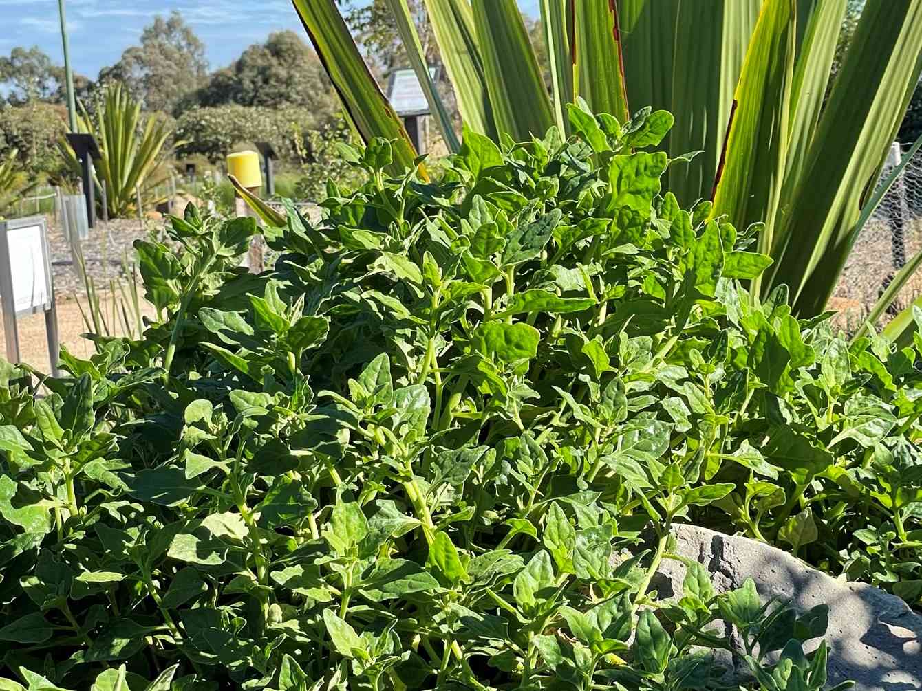 Warrigal green edible native plant Melton Botanic Gardens