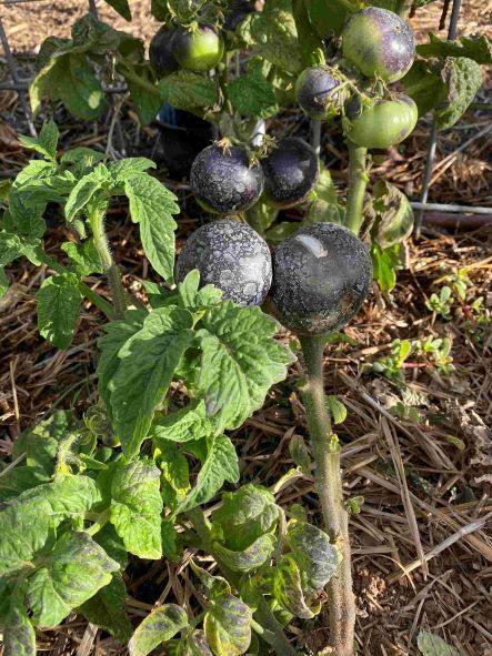 Gondwana tomato plant irrigated with bore water
