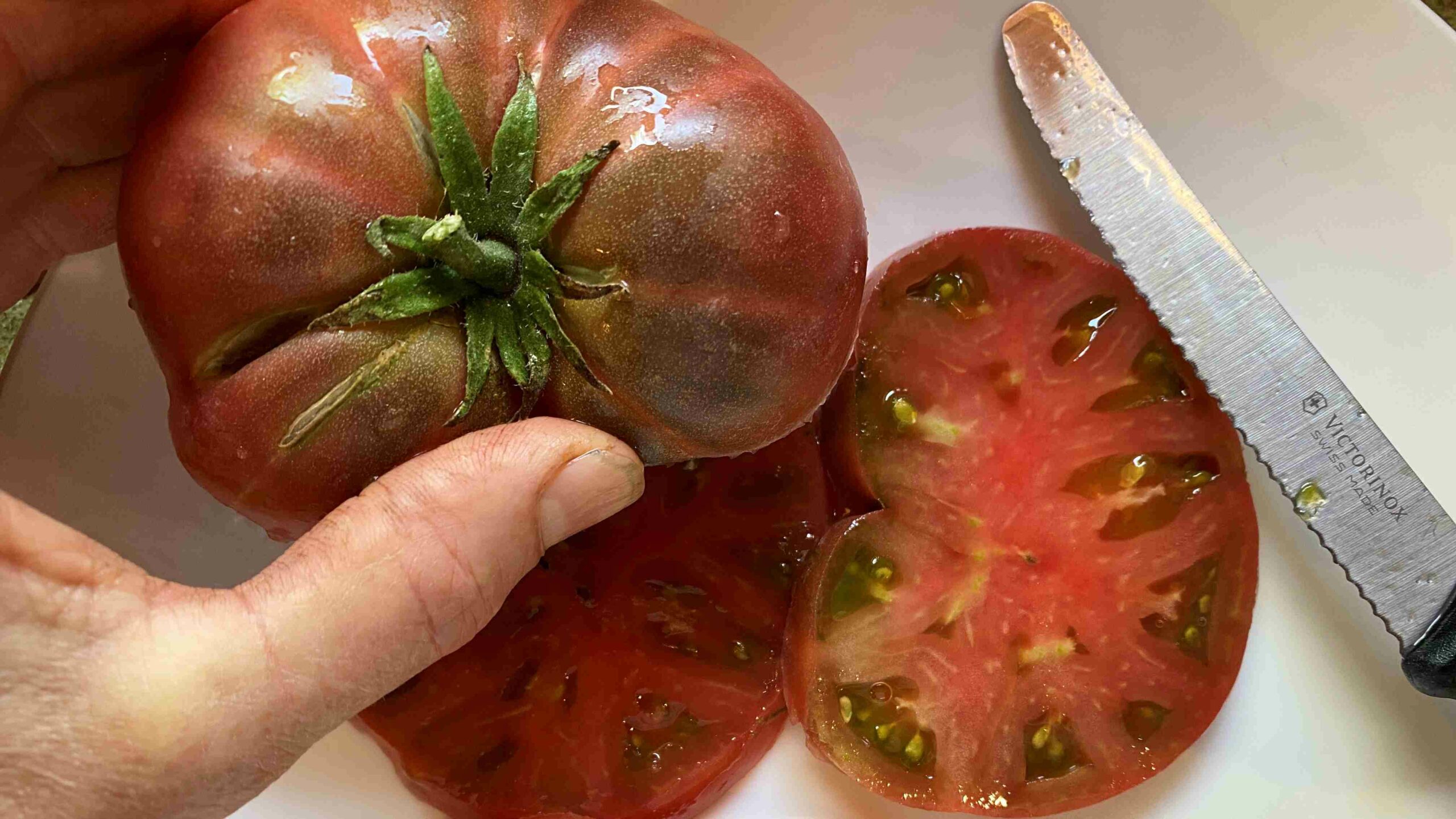 Wild Fred dwarf tomato project