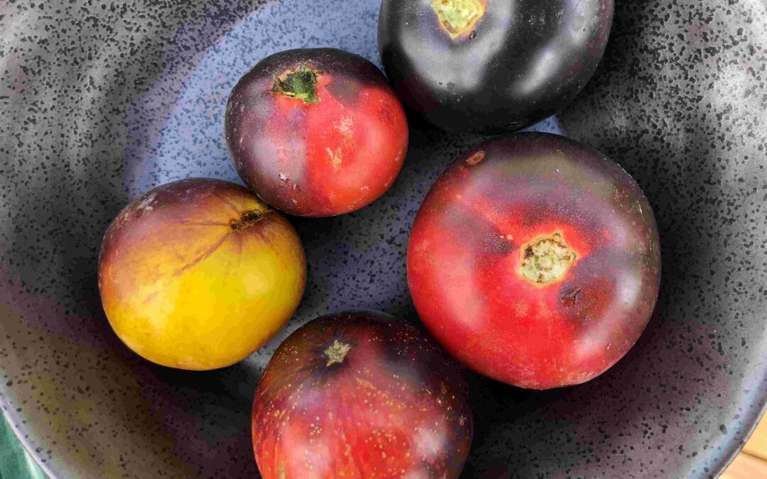 Gondwana tomatoes, new tomato seed varieties developed in and for Australia