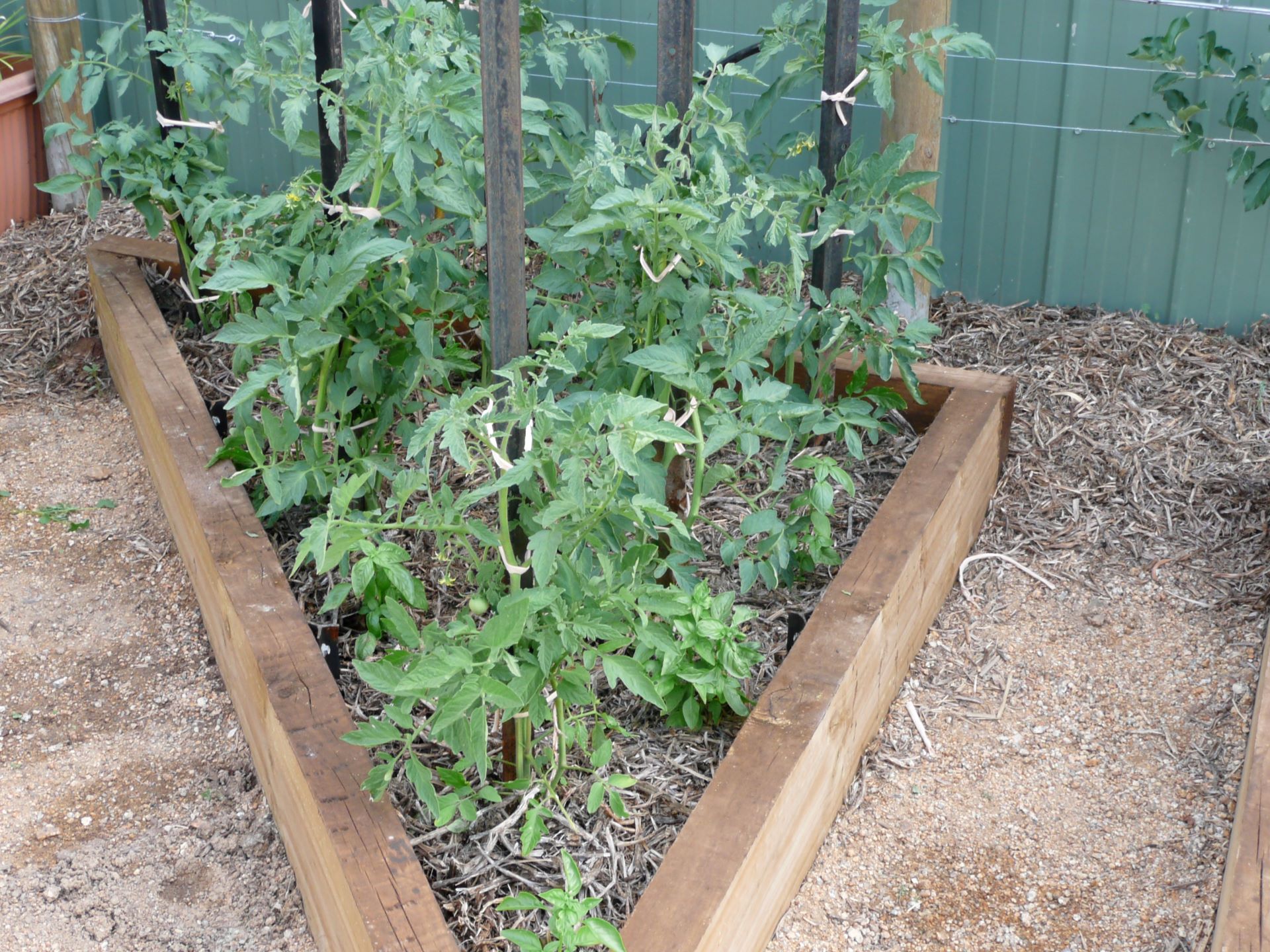 Tomato plants mulched in raised garden bed
