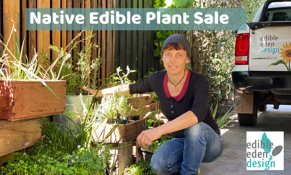 Autumn Plant Sale – Native edible plants – March 2022