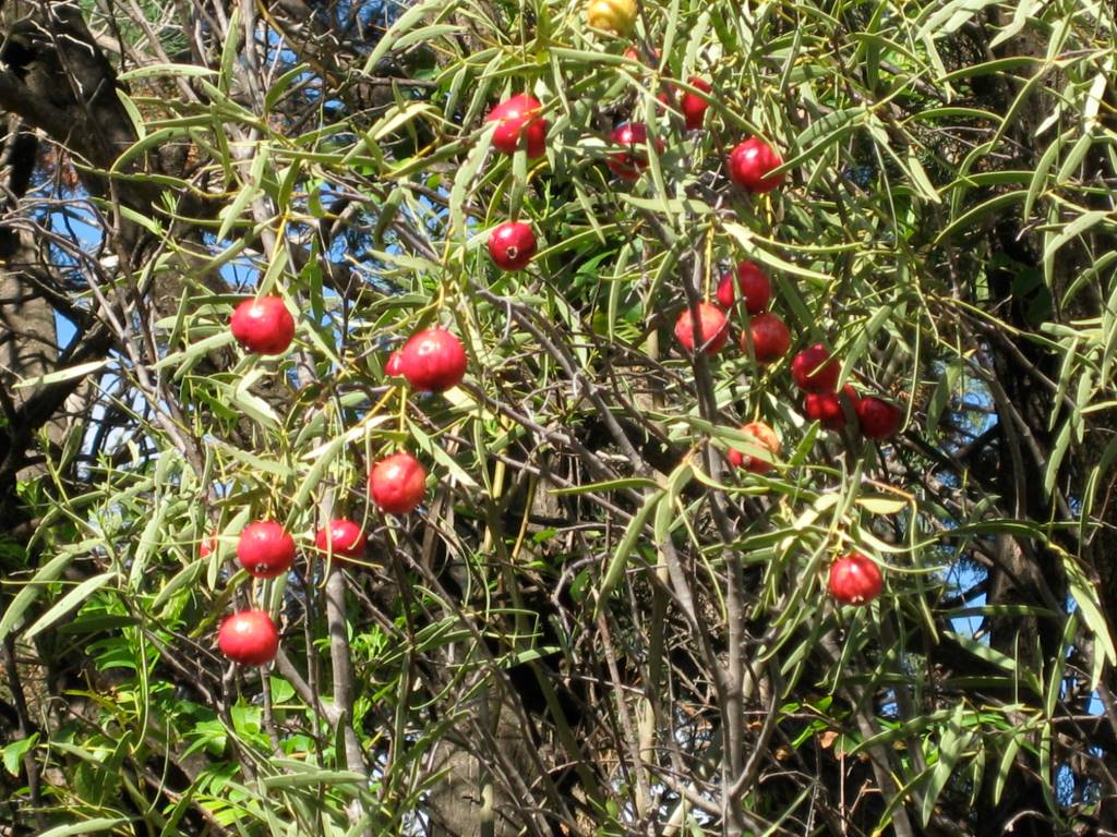 Quandong fruit on the plant