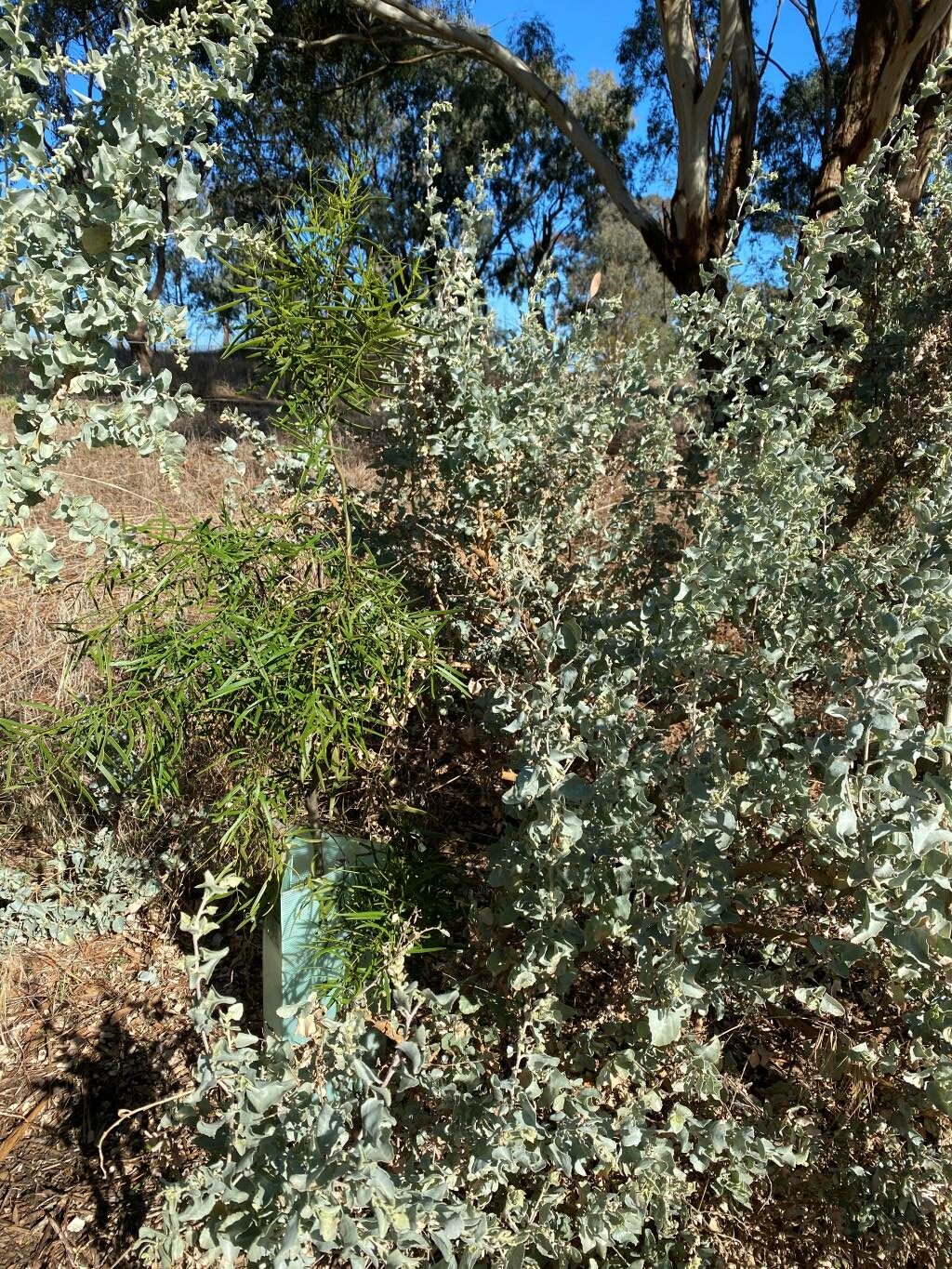 Quandong growing beside an Old Man Saltbush protected by a tree guard