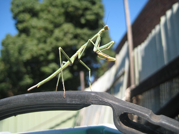 Beneficial insect in the home garden - preying mantis