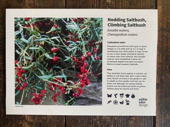 Nodding saltbush plant identification sign