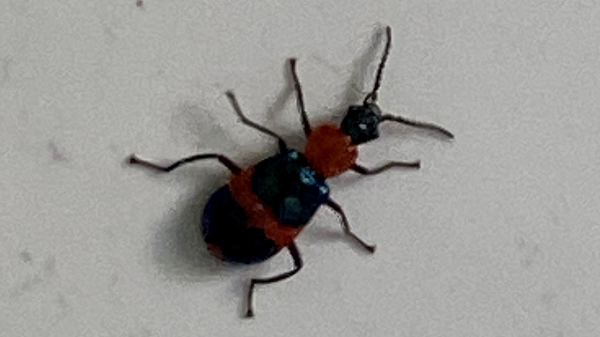 Blue beetle has been delayed in Australia. : r/DCEUleaks