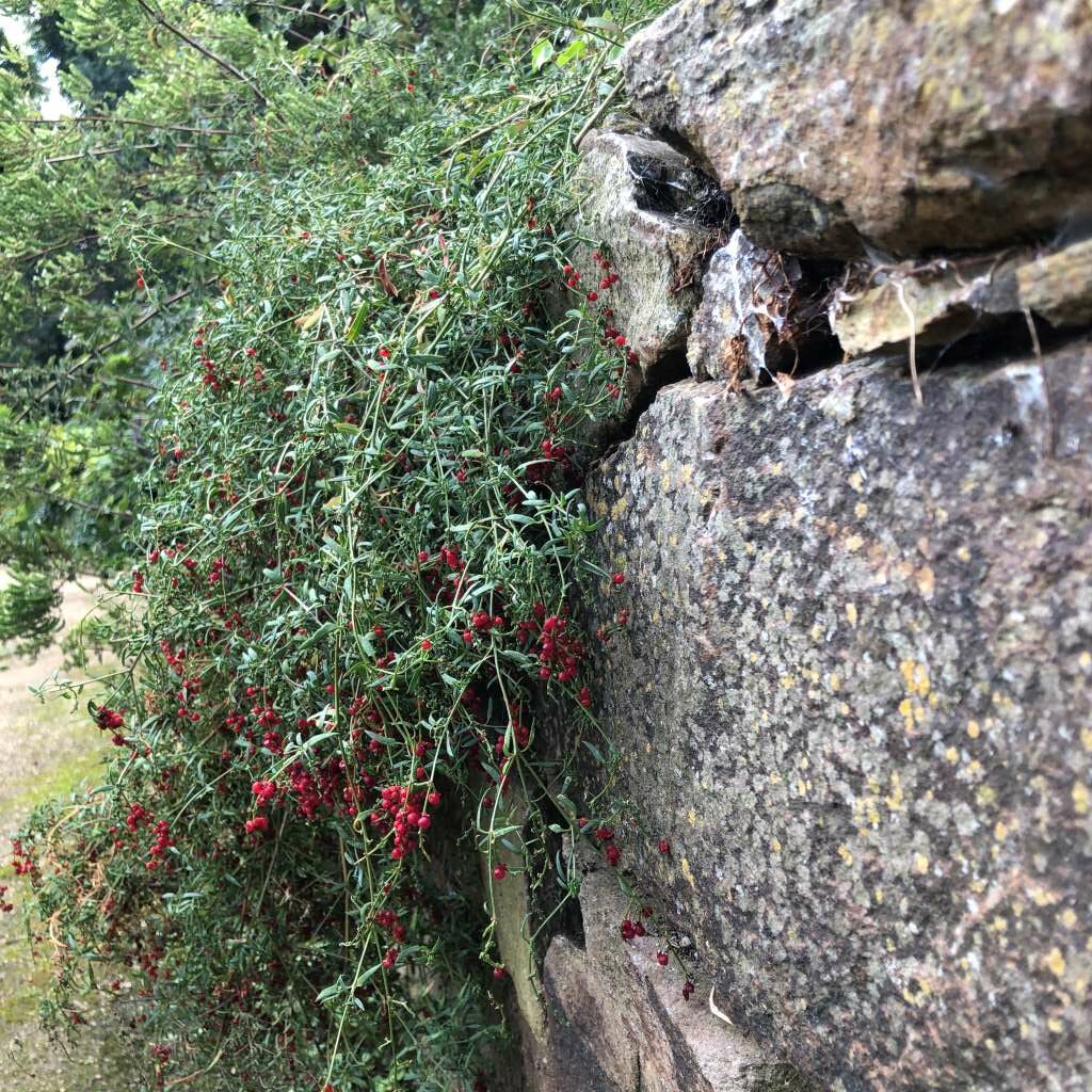 Bushfood plants saltbush cascading over a stone wall