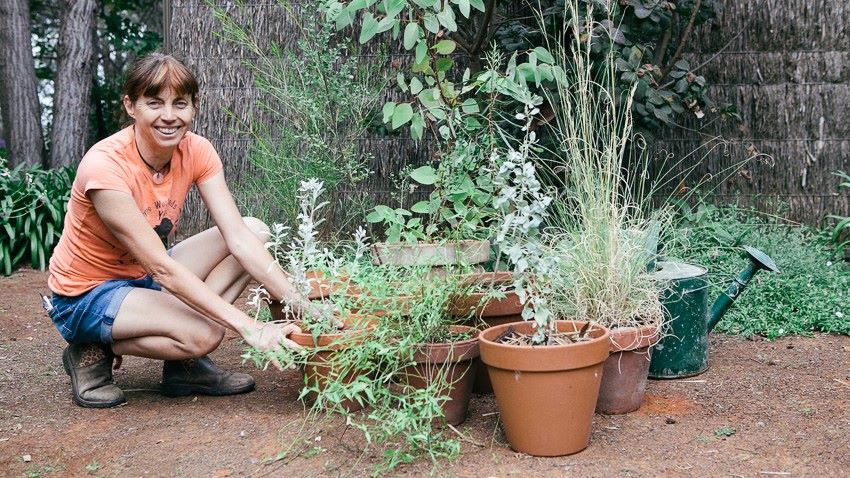 Karen with a native edible plants grown in terracotta pots