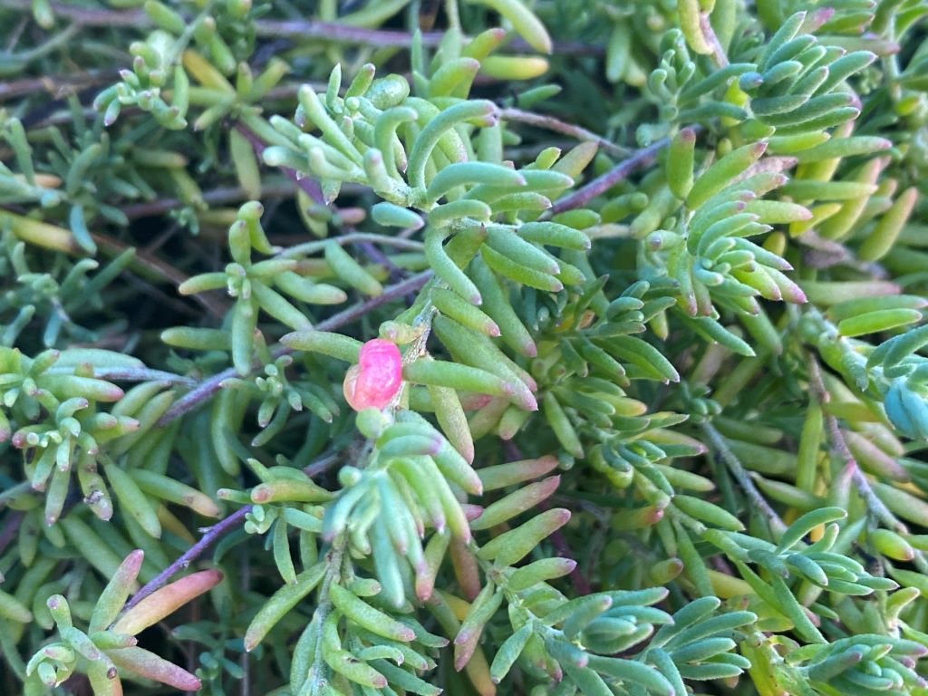 The local cosgrove ruby saltbush has fruit which is bright pink when ripe