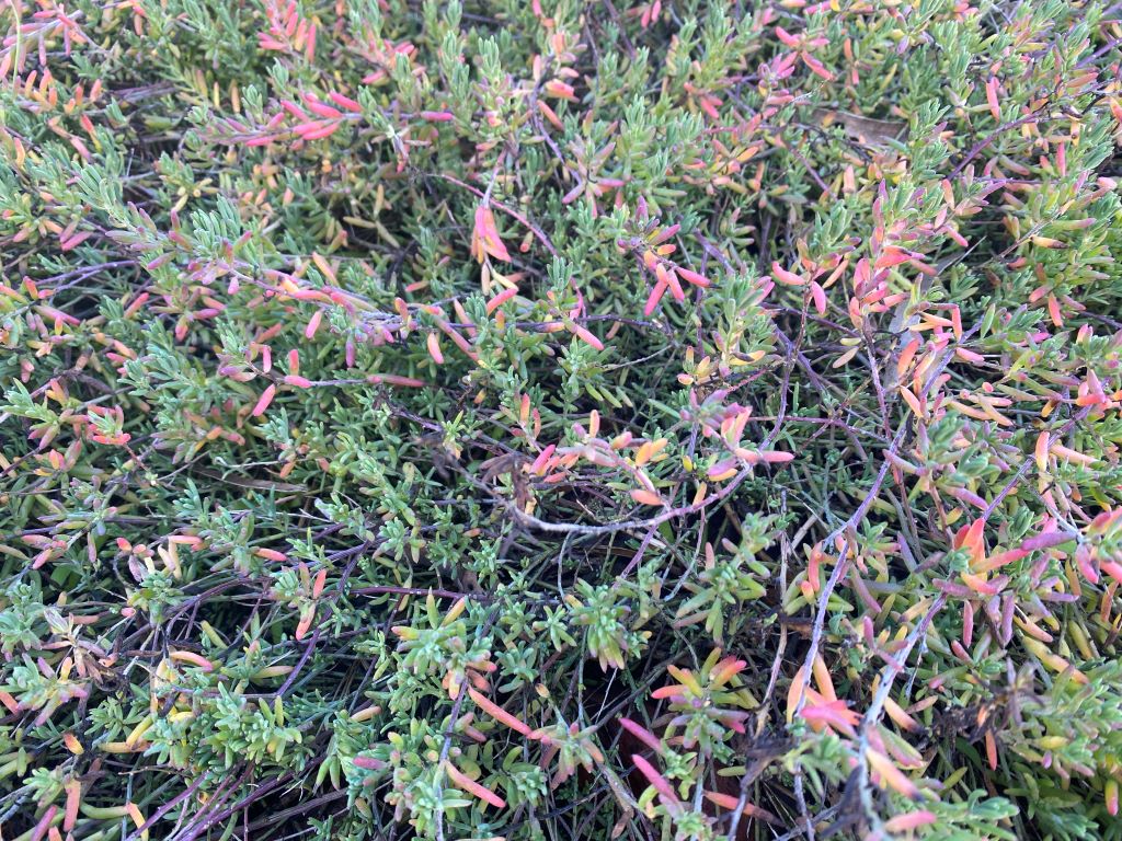 Cosgrove Ruby saltbush leaves sometimes change colour in cold weather